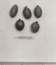 Click for 1 image(s) for this accession. FRUIT